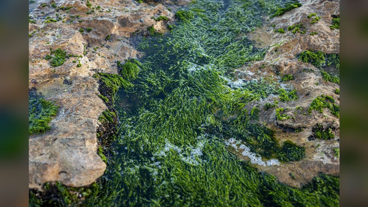 Top 10 marine algae control 2027 — figure 1