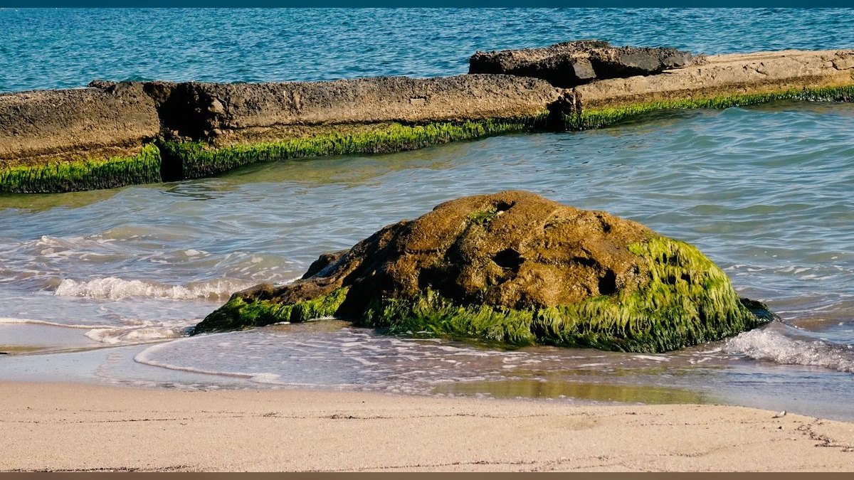 Top 10 marine algae control 2027 — figure 2