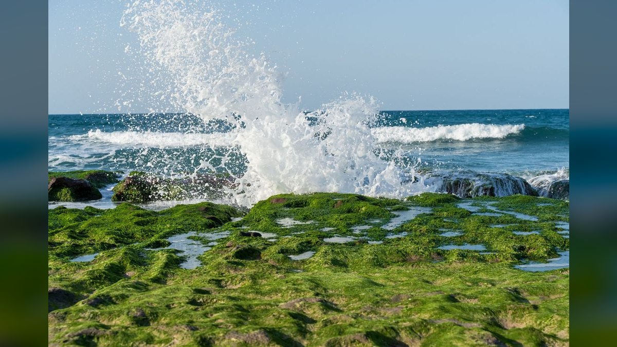 Top 10 marine algae control 2027 — figure 4
