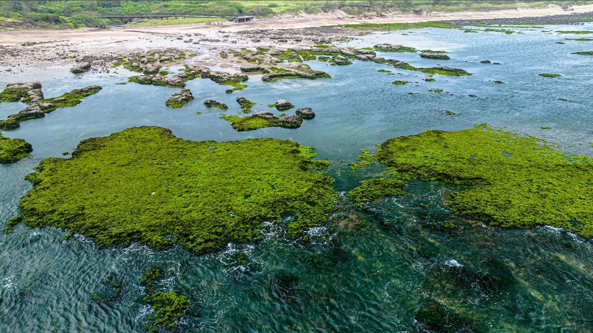 Top 10 marine algae control 2027 — figure 5
