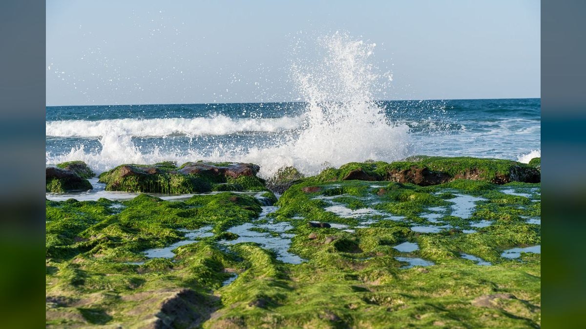 Top 10 marine algae control 2027 — figure 6