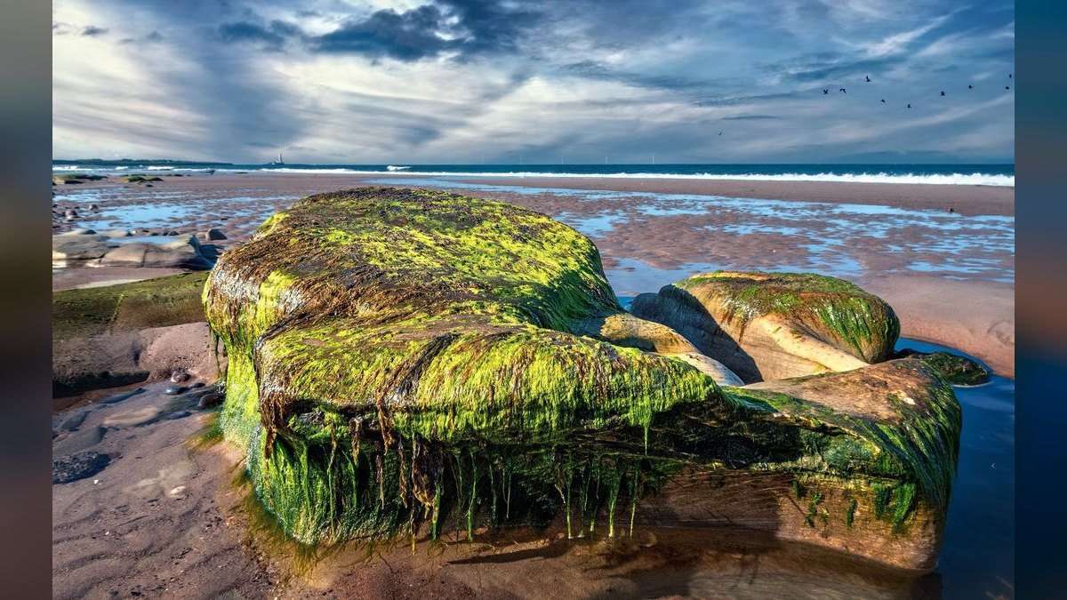 Top 10 marine algae control 2027
