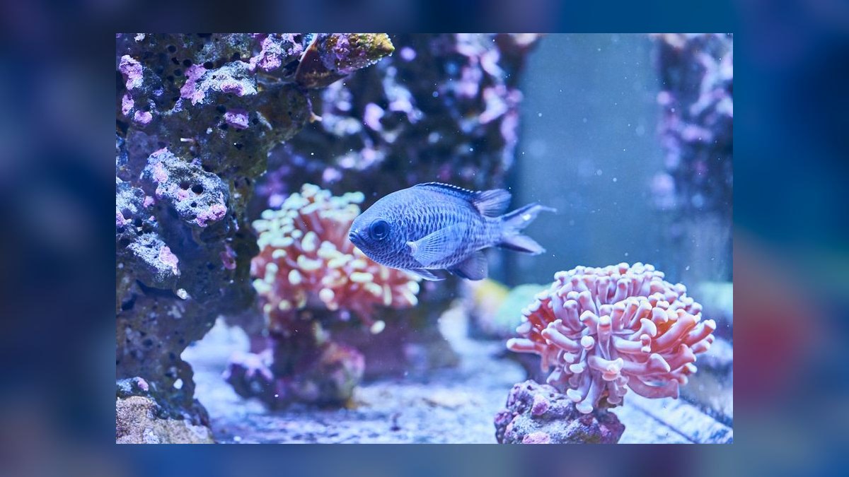 Top 10 saltwater fish compatibility 2027 — figure 2