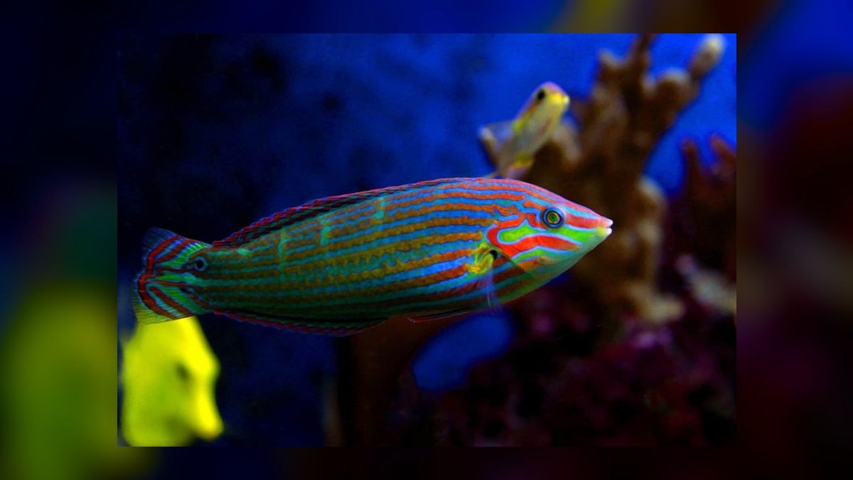 Top 10 saltwater fish compatibility 2027 — figure 4