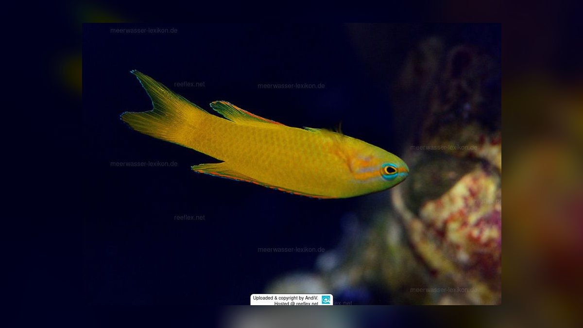 Top 10 saltwater fish compatibility 2027 — figure 5