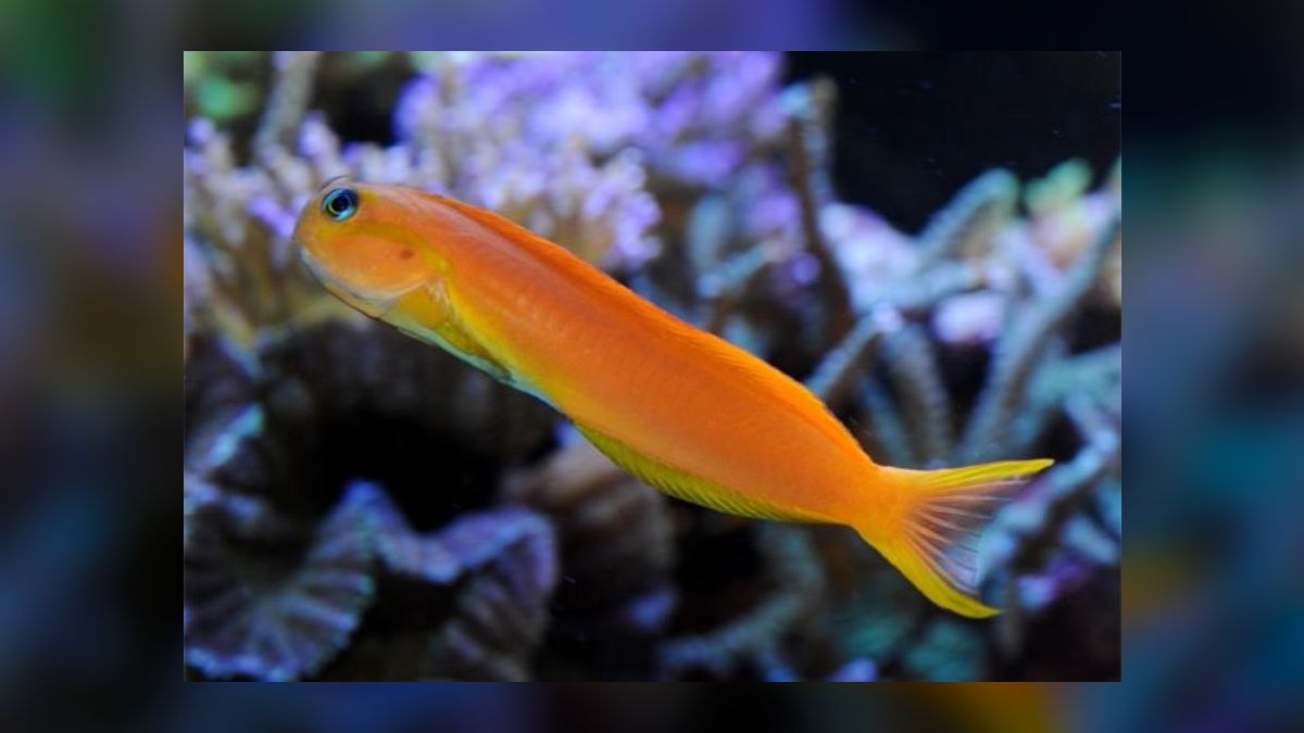 Top 10 saltwater fish compatibility 2027 — figure 7