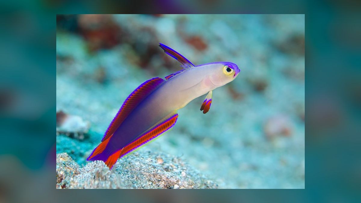 Top 10 saltwater fish compatibility 2027