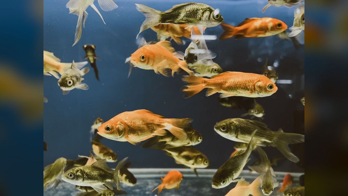 Top 10 fish tank cover types 2027 — figure 5