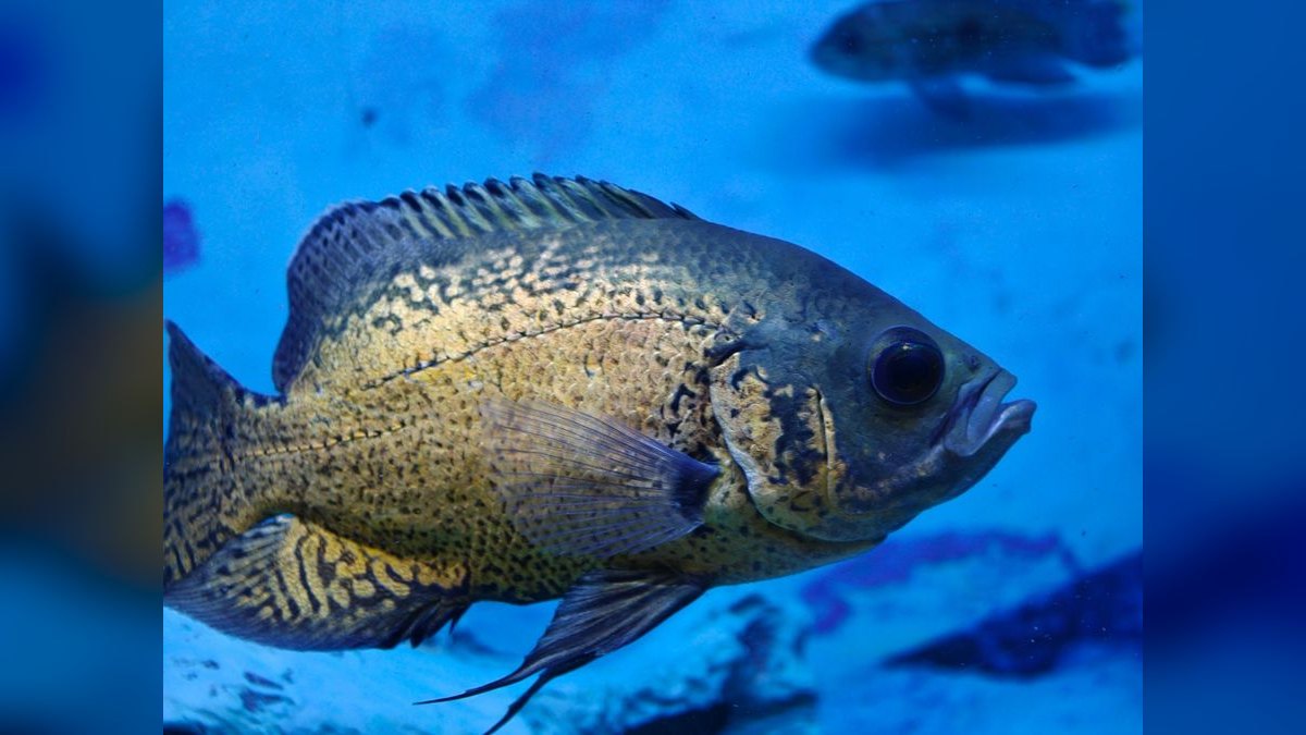 Top 10 fish tank cover types 2027 — figure 6