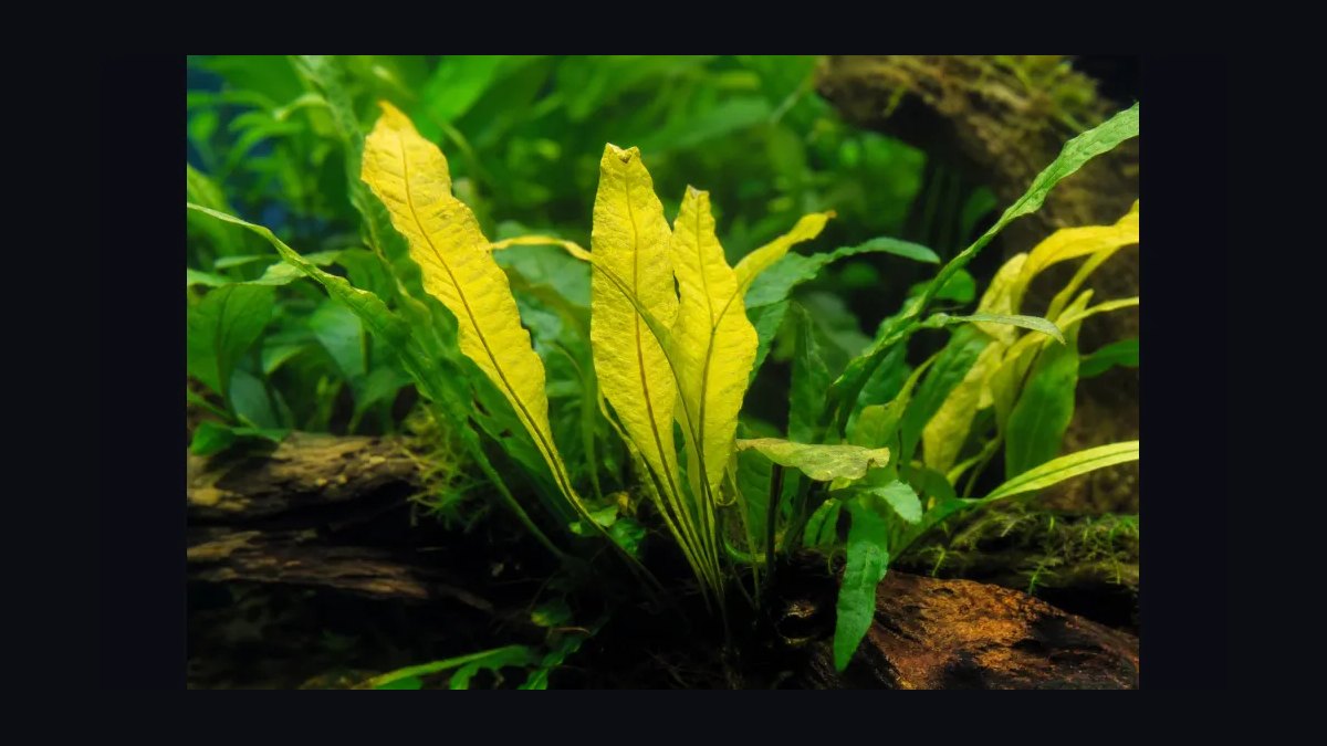 Top 10 iron supplements for plants 2027