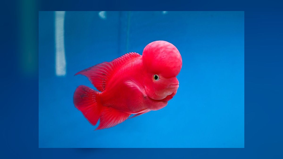 Top 10 aquarium glue types 2027 — figure 2