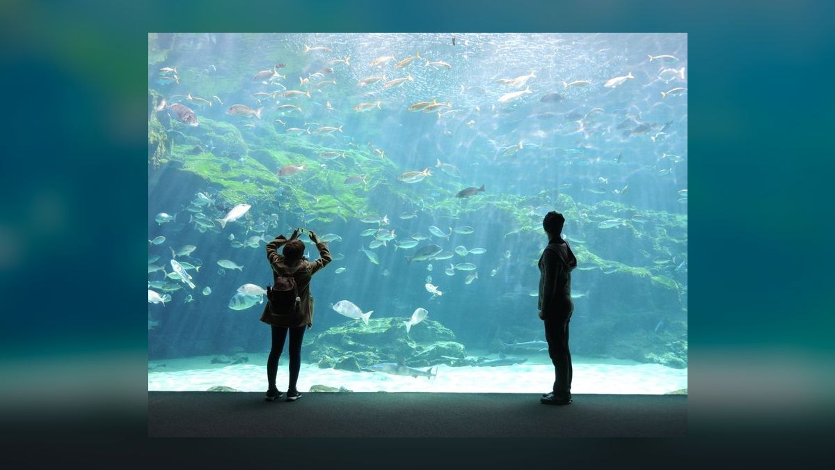 Top 10 aquarium glue types 2027 — figure 7