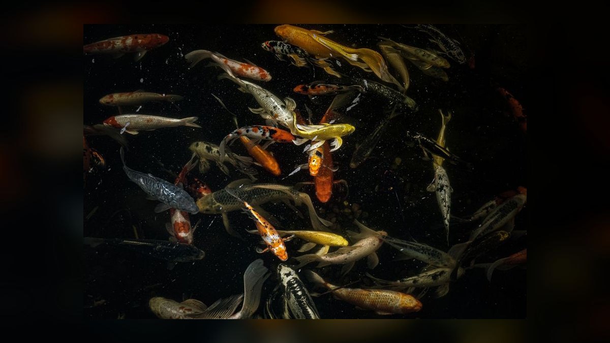 Top 10 fish swim bladder issues 2027 — figure 1