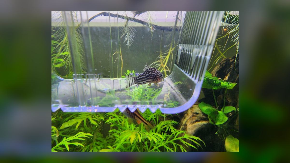 Top 10 fish swim bladder issues 2027 — figure 4
