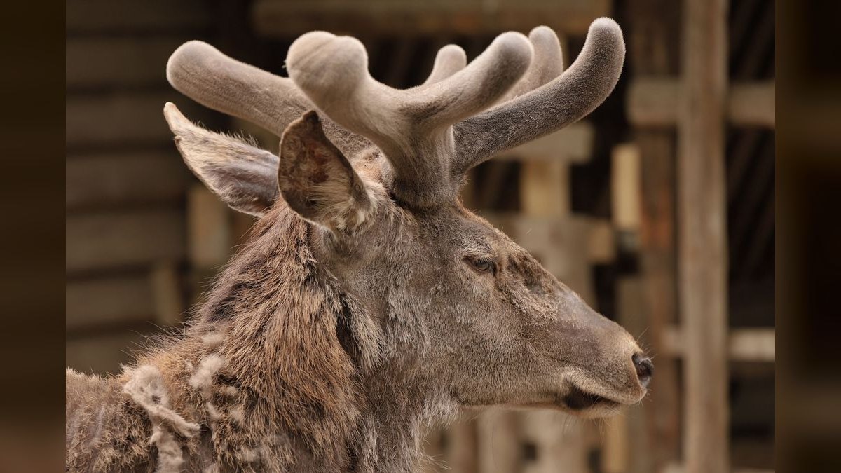 Top 10 velvet disease facts 2027