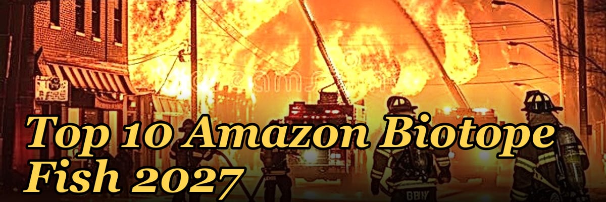 Top 10 Amazon Biotope Fish 2027