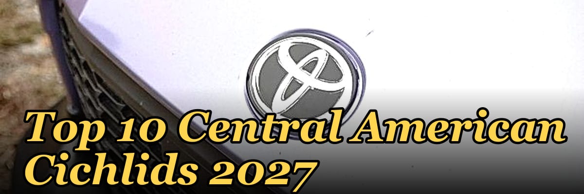 Top 10 Central American Cichlids 2027