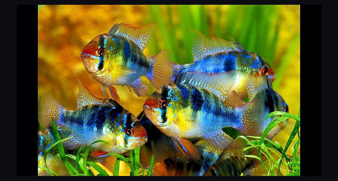 Top 10 South American Cichlids 2027