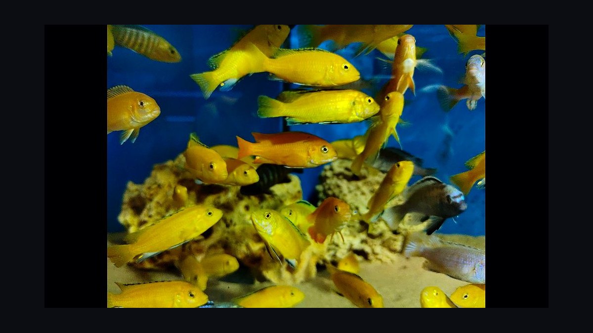 Top 10 Lake Malawi Cichlids 2027 — figure 1