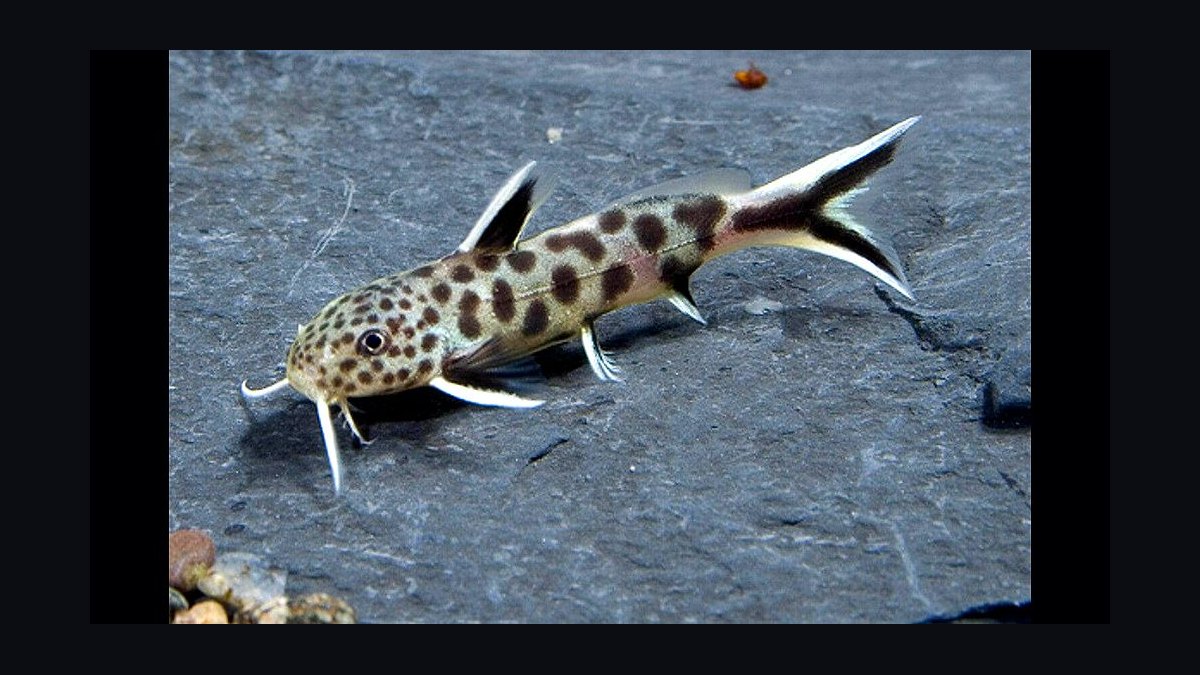 Top 10 Lake Malawi Cichlids 2027 — figure 10