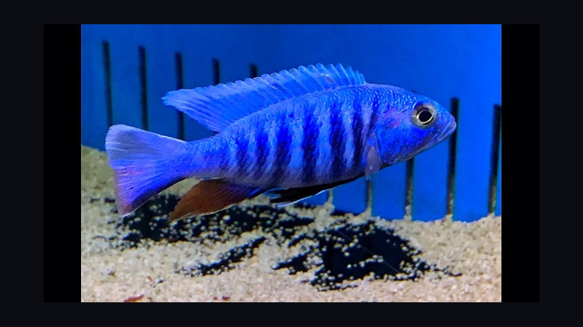 Top 10 Lake Malawi Cichlids 2027 — figure 2