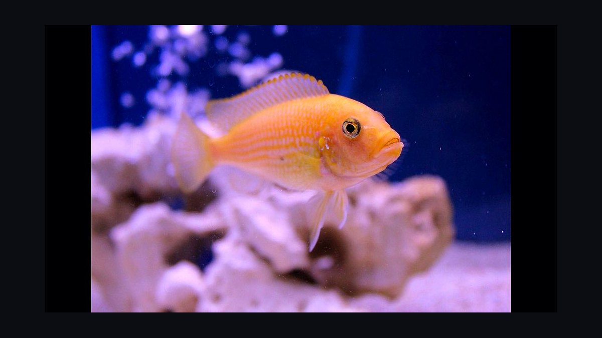 Top 10 Lake Malawi Cichlids 2027 — figure 3