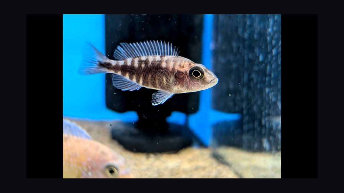 Top 10 Lake Malawi Cichlids 2027 — figure 4