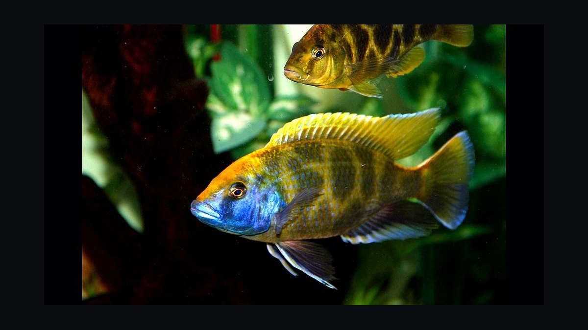 Top 10 Lake Malawi Cichlids 2027 — figure 5