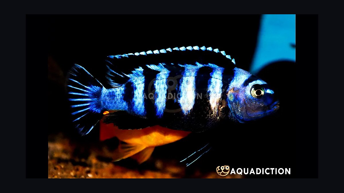 Top 10 Lake Malawi Cichlids 2027 — figure 6