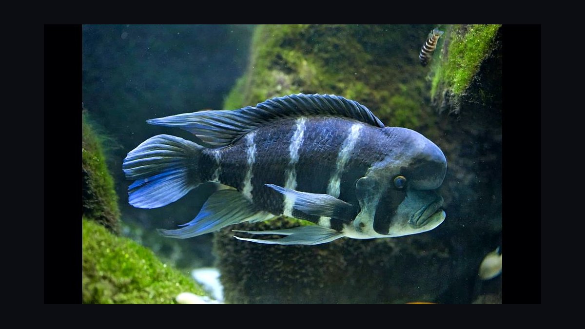 Top 10 Lake Malawi Cichlids 2027 — figure 7