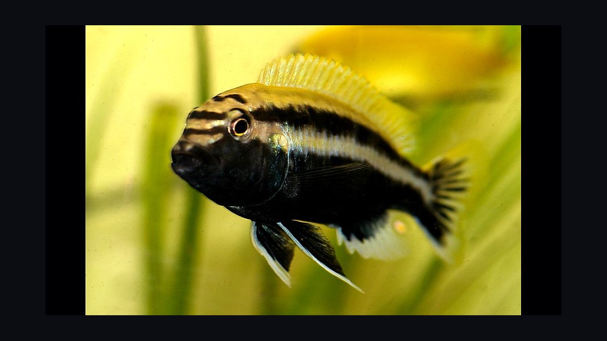 Top 10 Lake Malawi Cichlids 2027 — figure 8