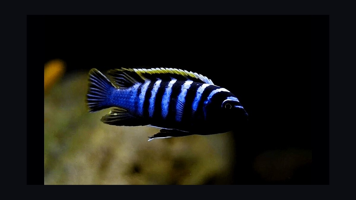 Top 10 Lake Malawi Cichlids 2027 — figure 9