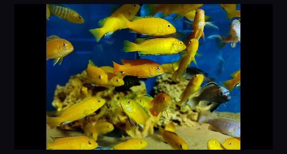 Top 10 Lake Malawi Cichlids 2027