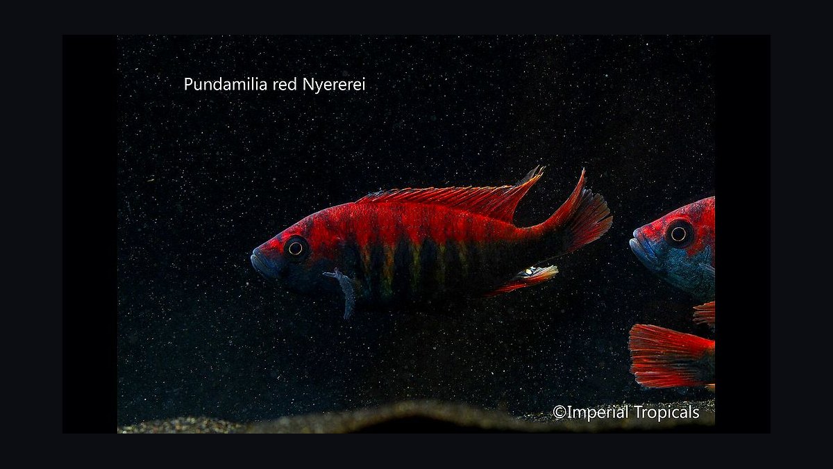 Top 10 Lake Victoria Cichlids 2027 — figure 1
