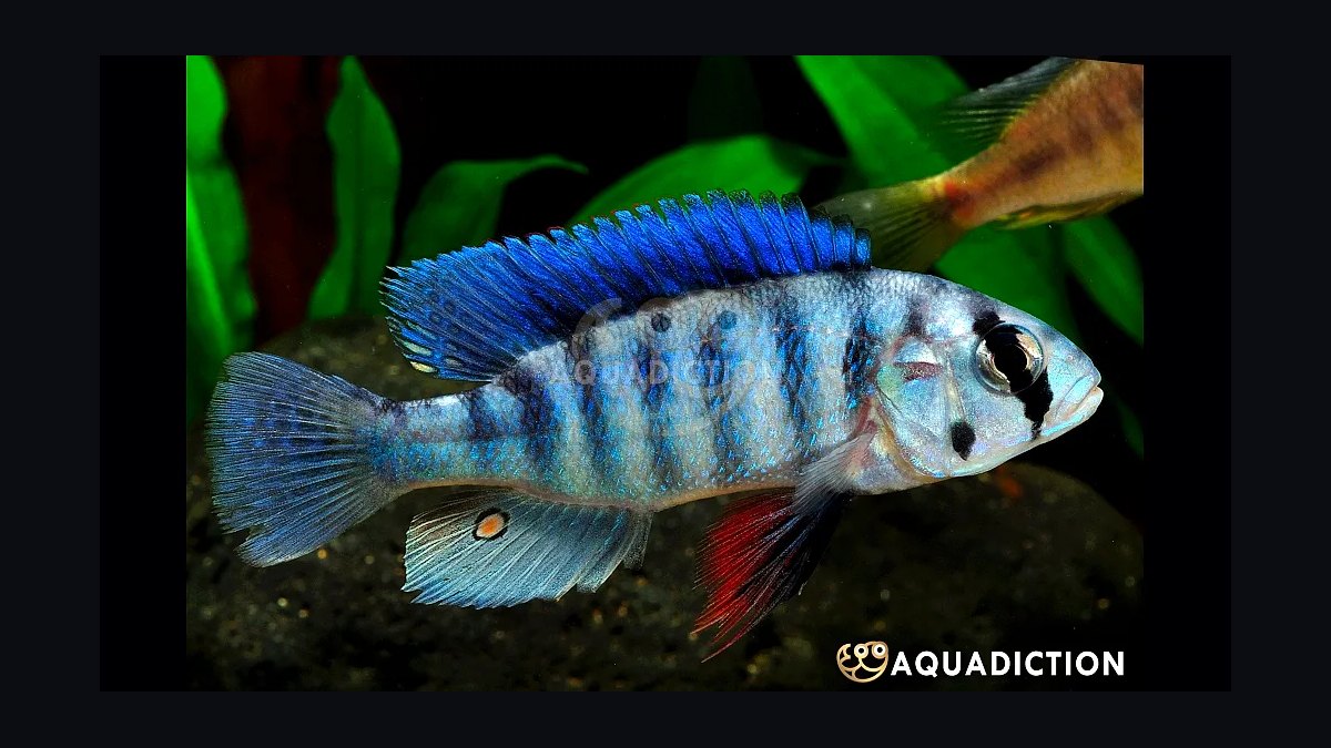Top 10 Lake Victoria Cichlids 2027 — figure 2