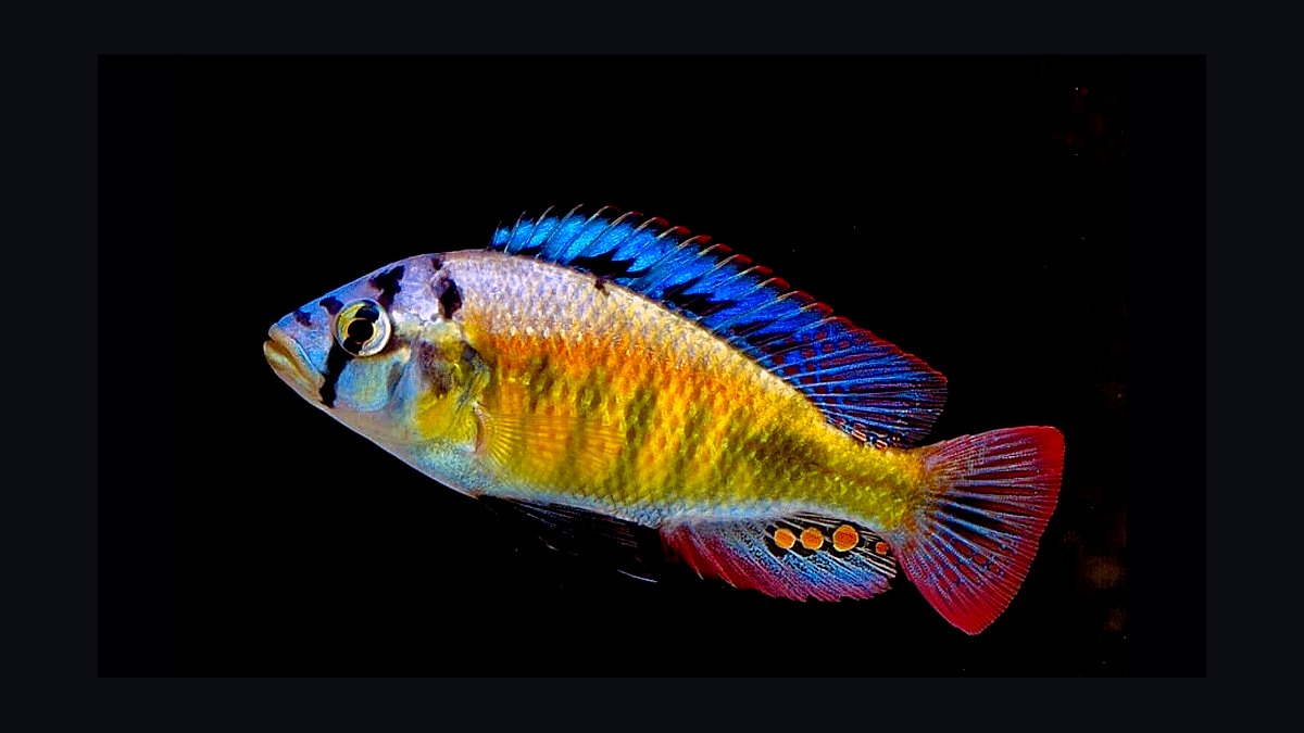 Top 10 Lake Victoria Cichlids 2027 — figure 3