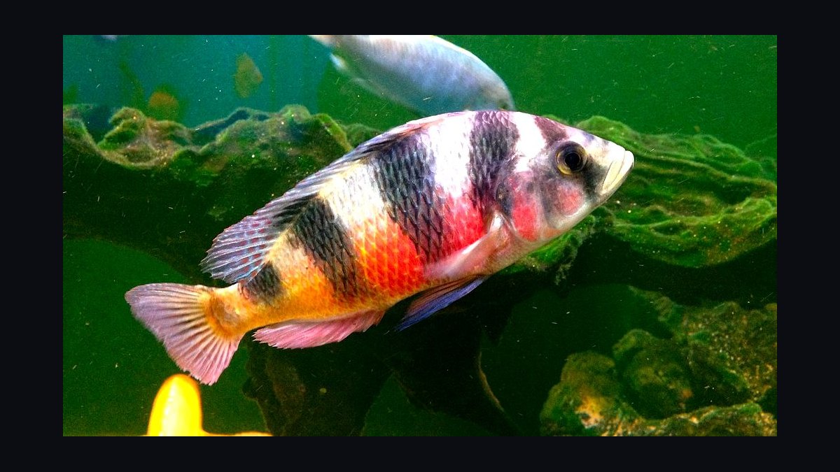 Top 10 Lake Victoria Cichlids 2027 — figure 4