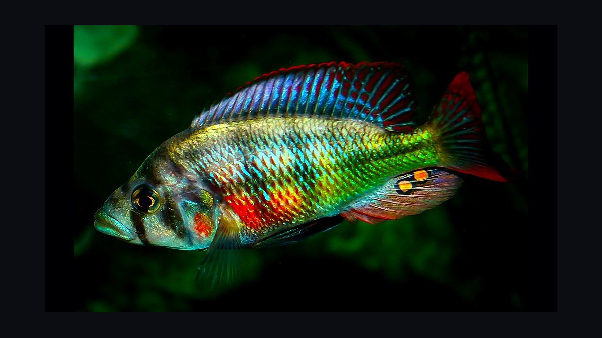 Top 10 Lake Victoria Cichlids 2027 — figure 5