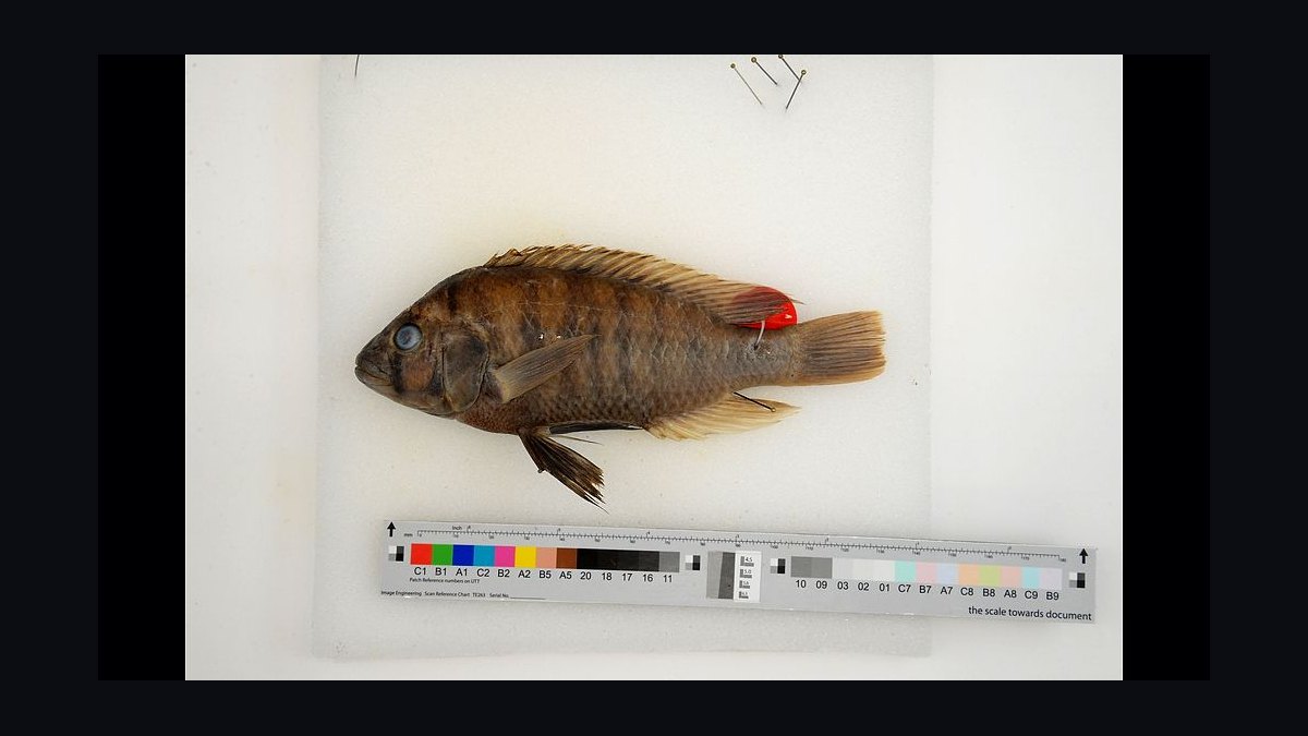 Top 10 Lake Victoria Cichlids 2027 — figure 6