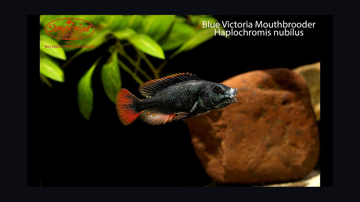 Top 10 Lake Victoria Cichlids 2027 — figure 9