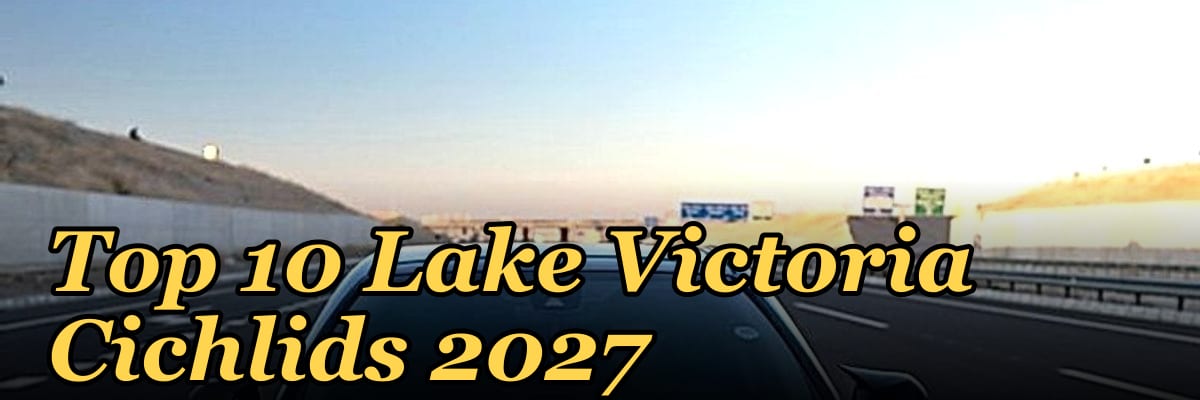 Top 10 Lake Victoria Cichlids 2027