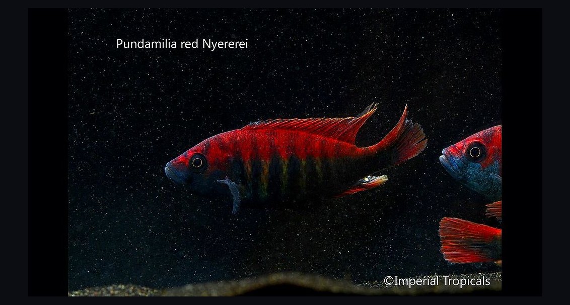 Top 10 Lake Victoria Cichlids 2027
