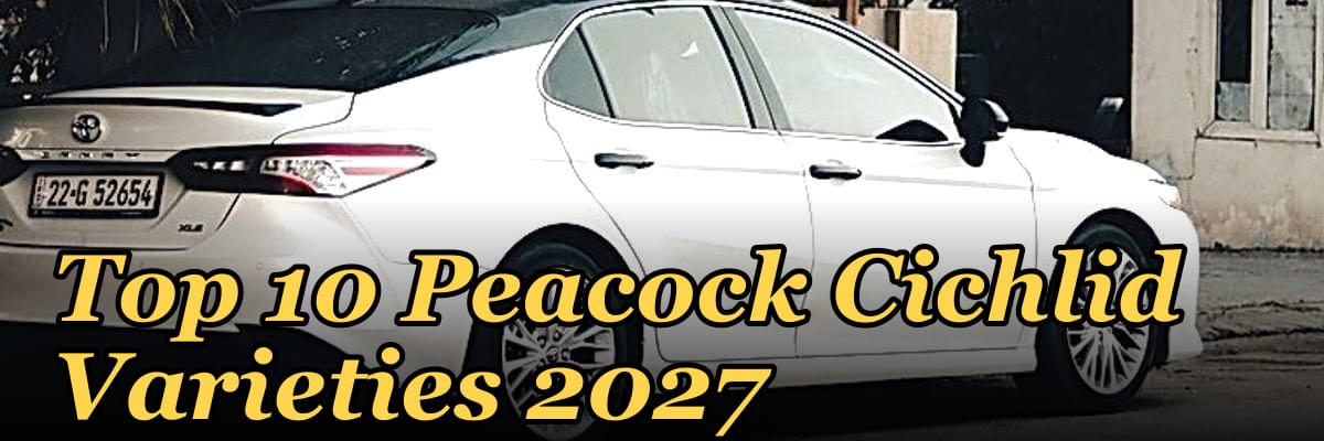 Top 10 Peacock Cichlid Varieties 2027