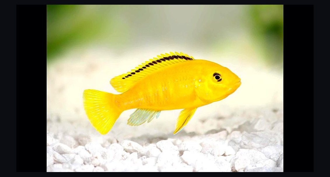 Top 10 Mbuna Cichlids 2027