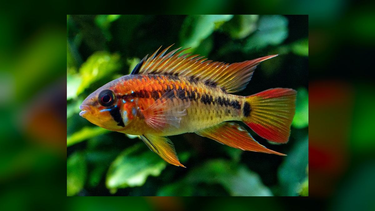 Top 10 Apistogramma Species 2027 — figure 4