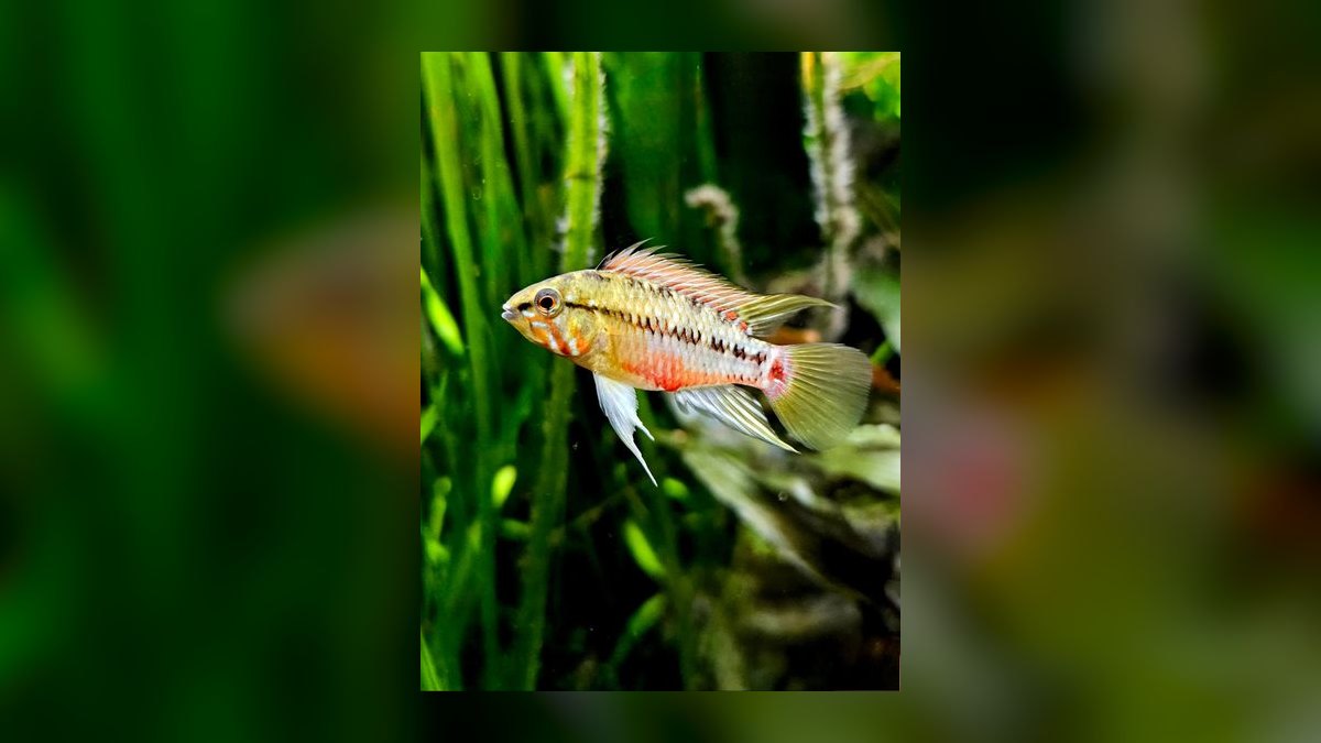 Top 10 Apistogramma Species 2027 — figure 5
