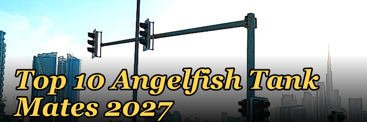 Top 10 Angelfish Tank Mates 2027