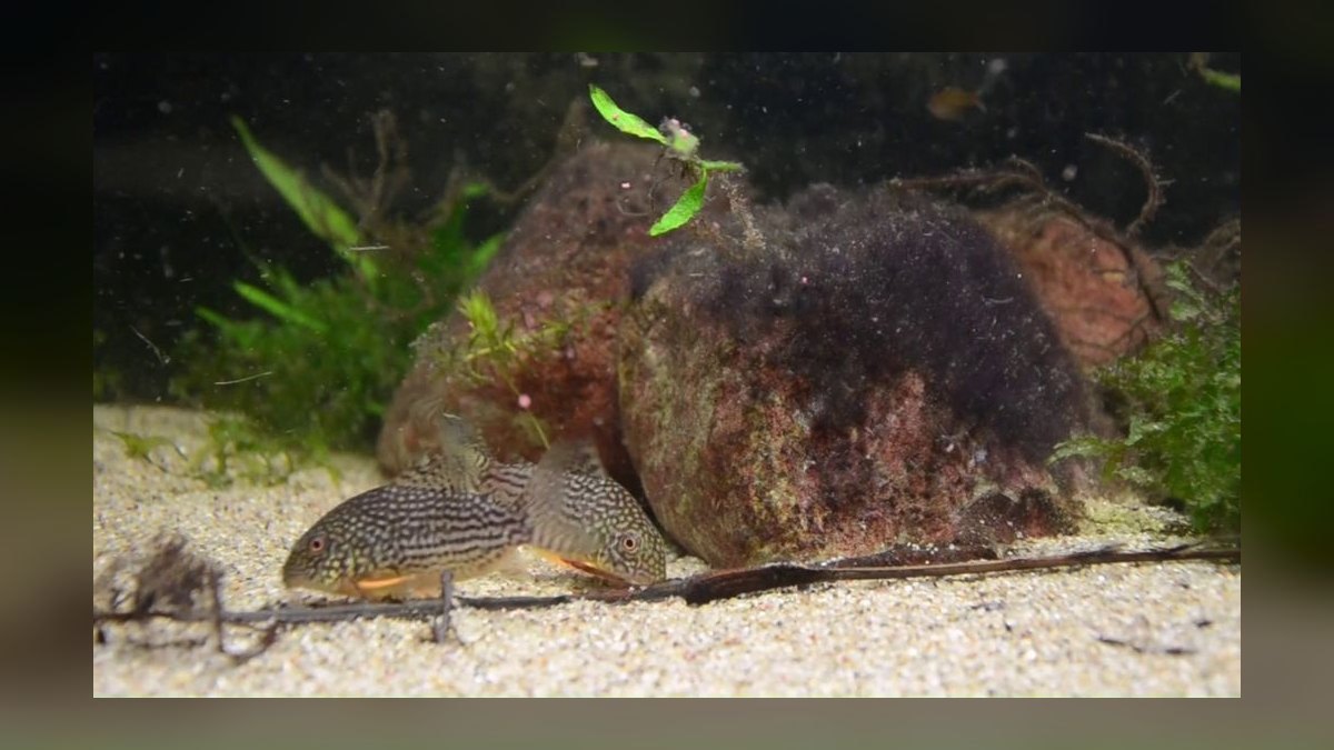 Top 10 Guppy Tank Mates 2027 — figure 4