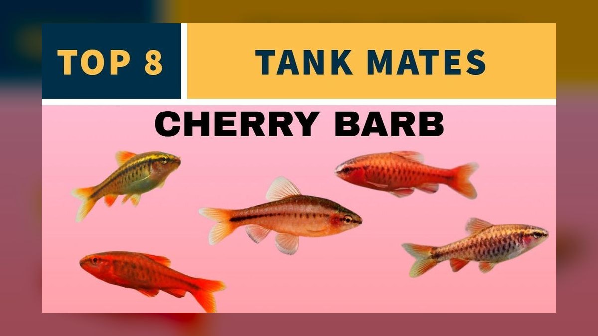 Top 10 Guppy Tank Mates 2027 — figure 7