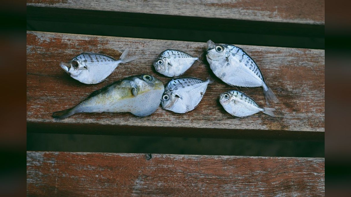 Top 10 Platy Fish Varieties 2027 — figure 3